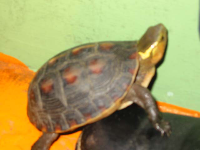 mitorea 006